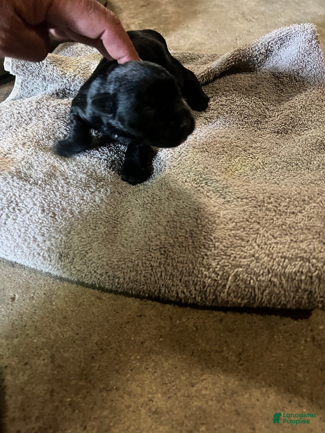 Miniature Schnauzer dogs for sale: Margo  - Ad 2