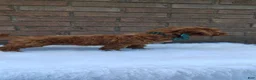 Mini Goldendoodle dogs for sale: Mary  - Ad 4