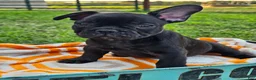 French Bulldog dogs for sale: Gus - Ad 7
