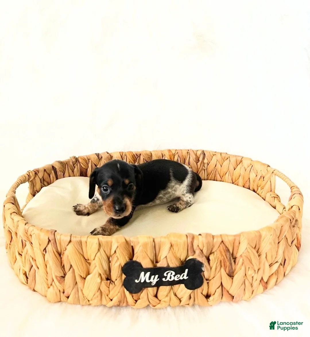 Miniature Dachshund dogs for sale: AKC Opal - Ad 6