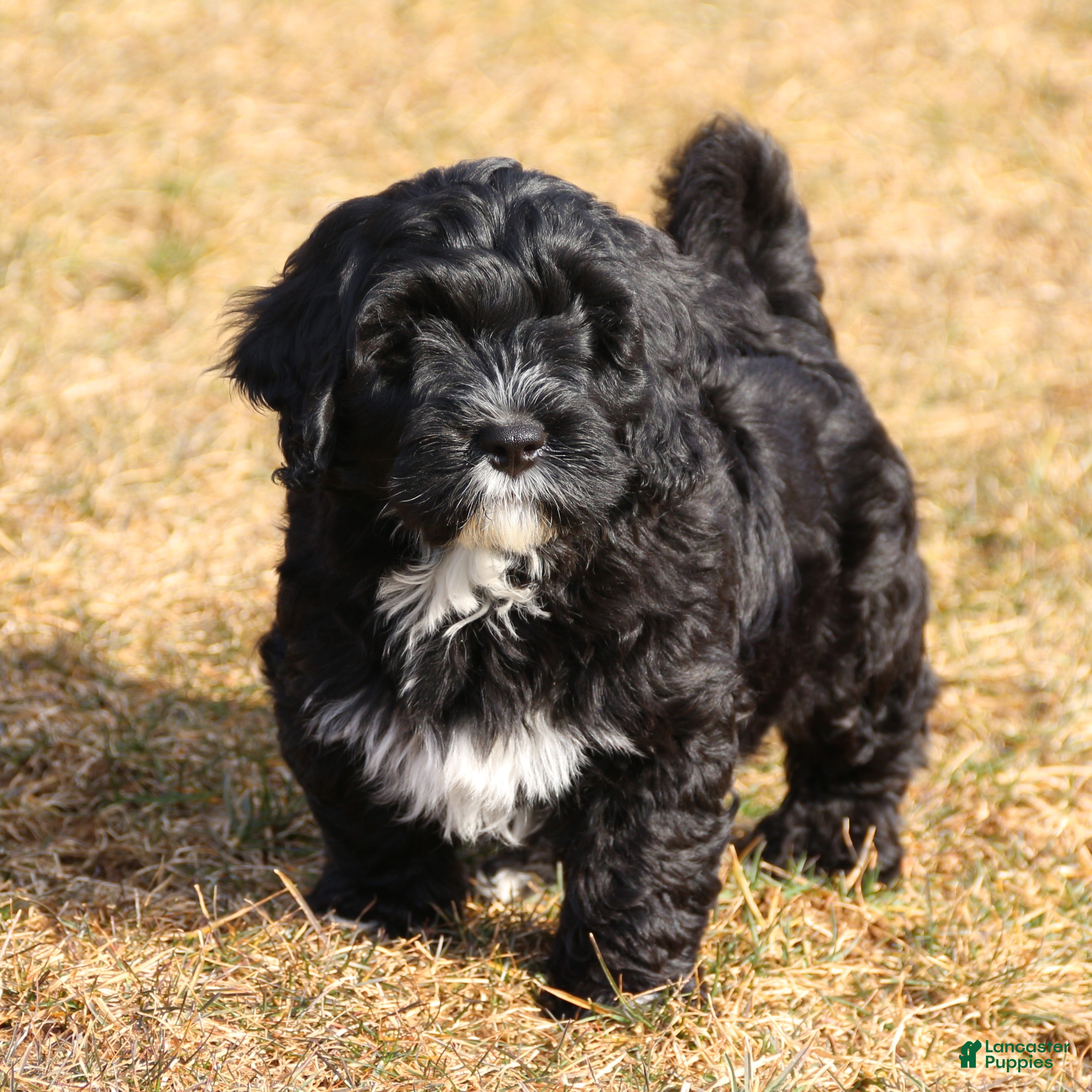 Mini Bernedoodle dogs Bandit - Ad 1