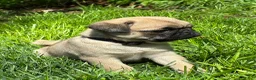 Pug dogs for sale: Bella - Ad 9