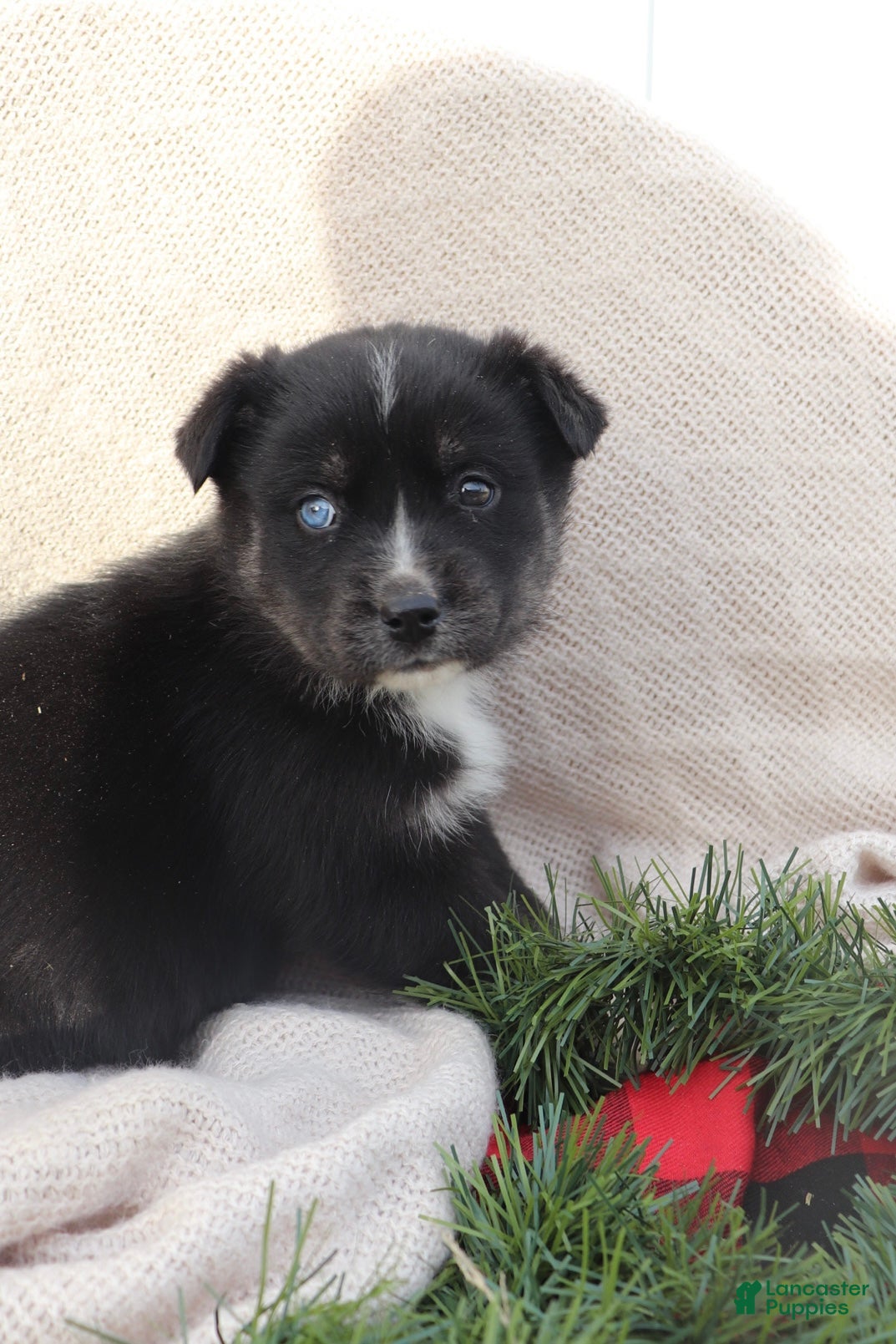 Goberian dogs Greta - Ad 2