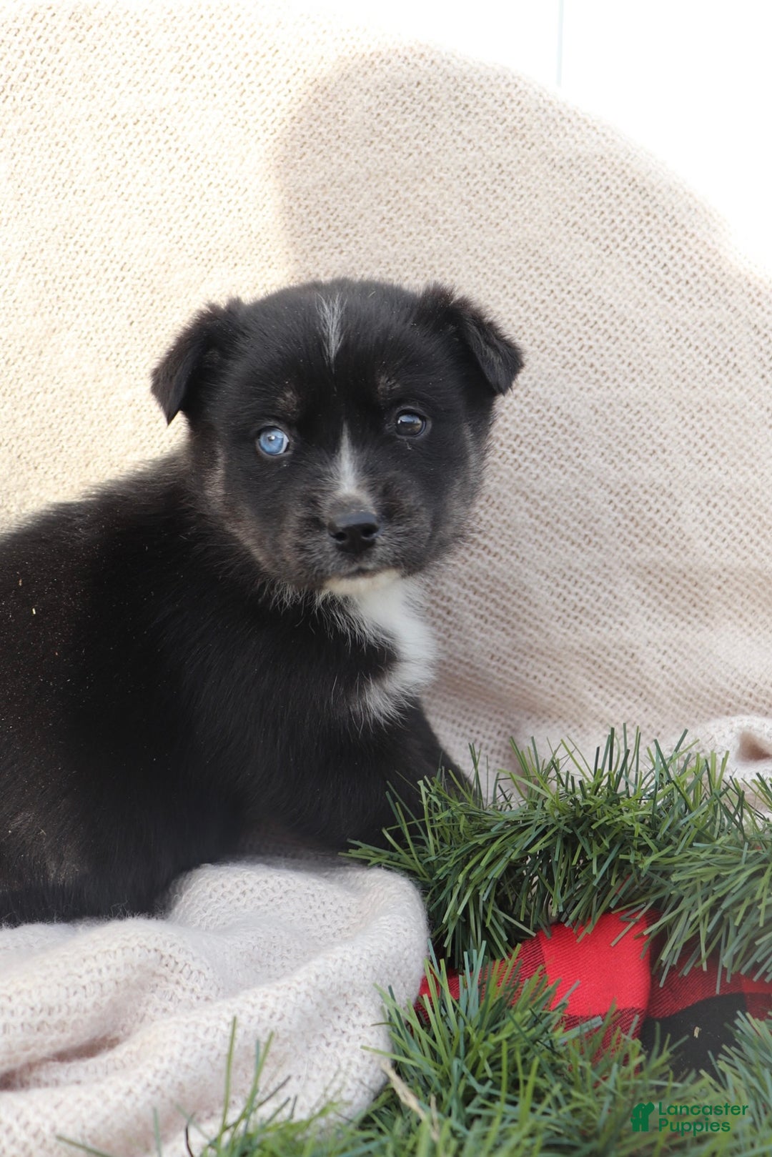 Goberian dogs for sale: Greta - Ad 1