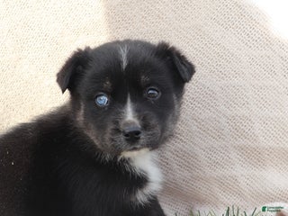 Goberian dogs Greta - Ad 2