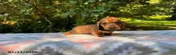 Miniature Dachshund dogs for sale: Dusty - Ad 3