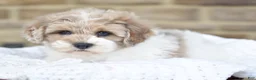 Mixed Breed dogs for sale: Sally - Ad 5