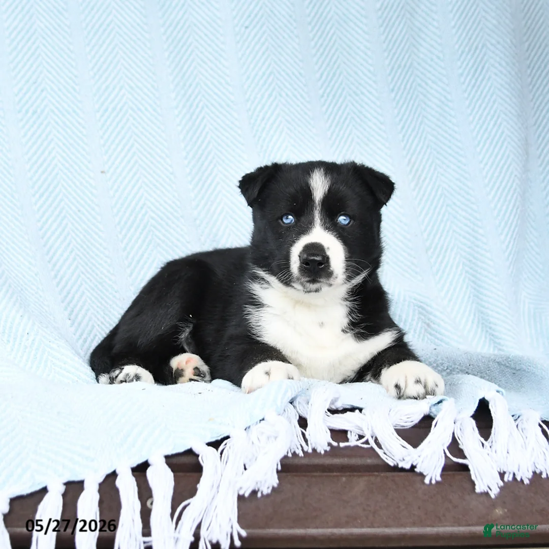 Gerberian Shepsky dogs for sale: Frosty - Ad 1