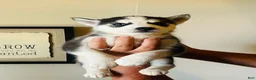 Siberian Husky dogs for sale: Siberian Husky 3 Asher - Ad 5