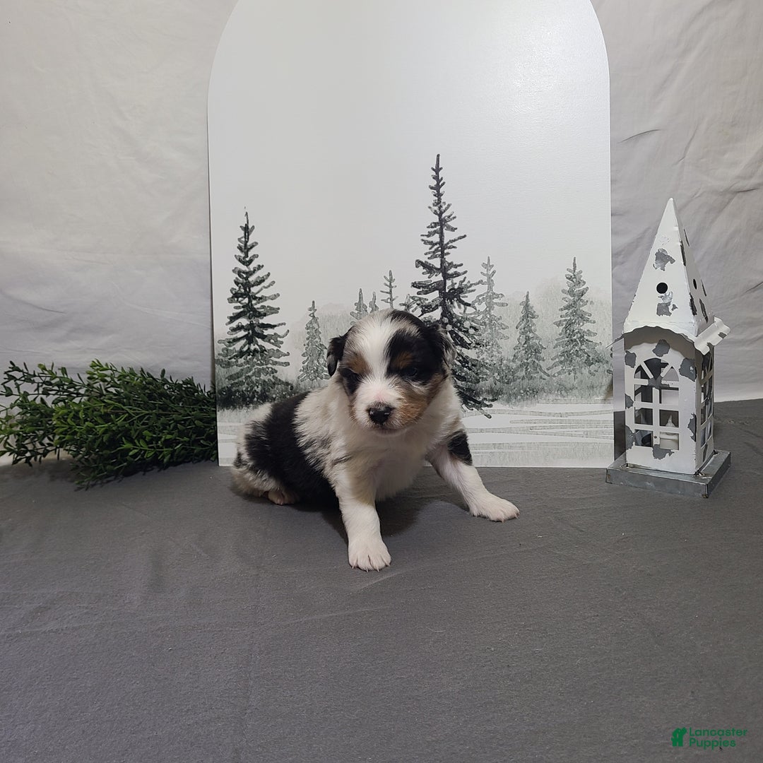 Miniature Australian Shepherd dogs for sale: Alex - Ad 4
