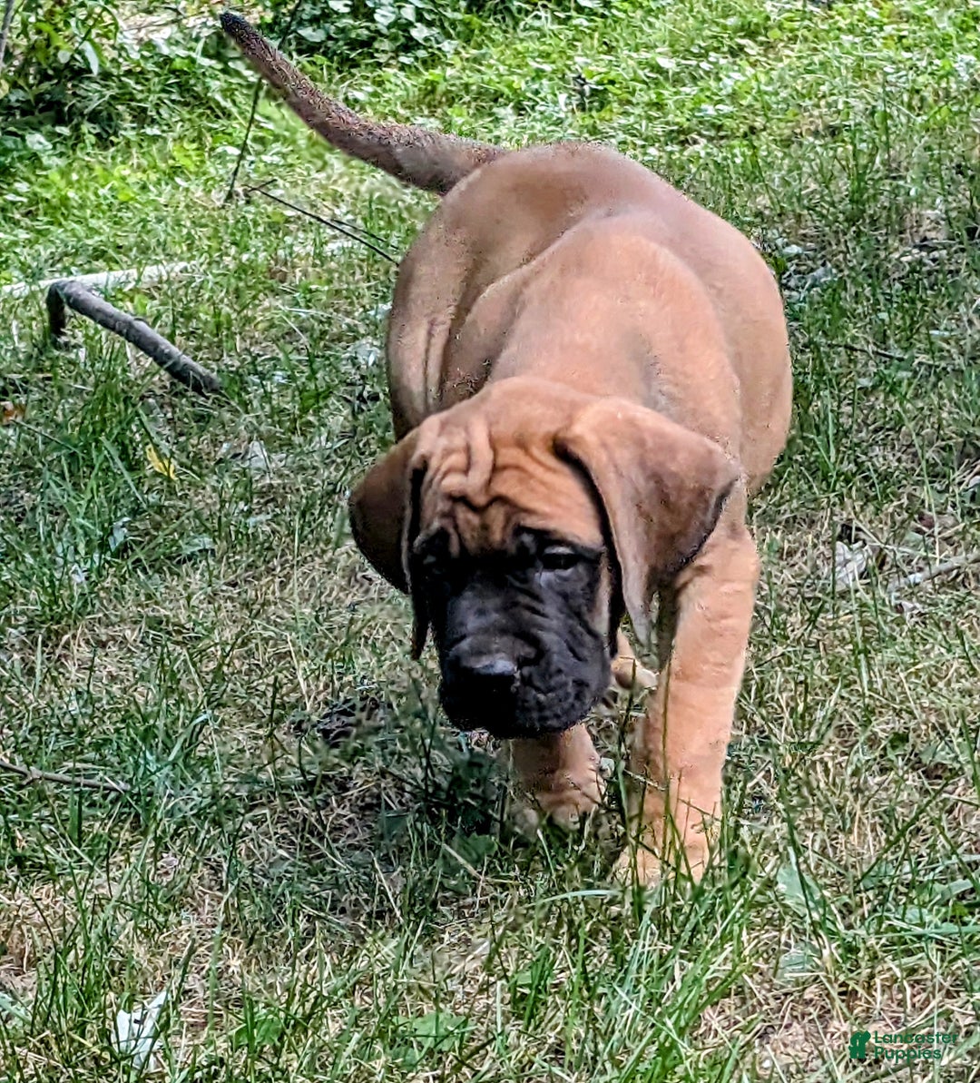 Lilly for sale in Pataskala Lancaster Puppies