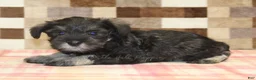 Miniature Schnauzer dogs for sale: Elsa - Ad 2