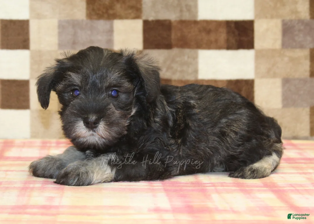 Miniature Schnauzer dogs for sale: Elsa - Ad 2