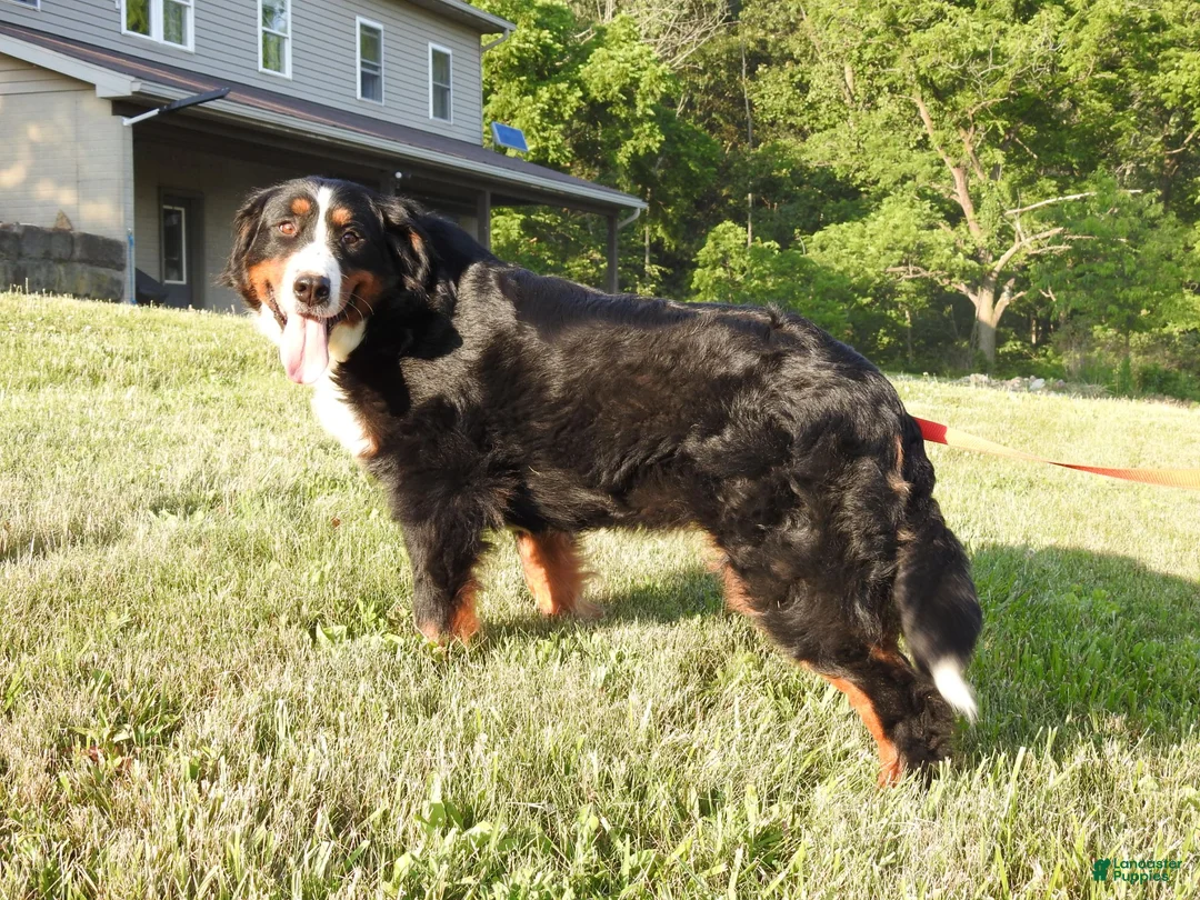 Bernese Mountain Dog dogs for sale: Jolene - Ad 7