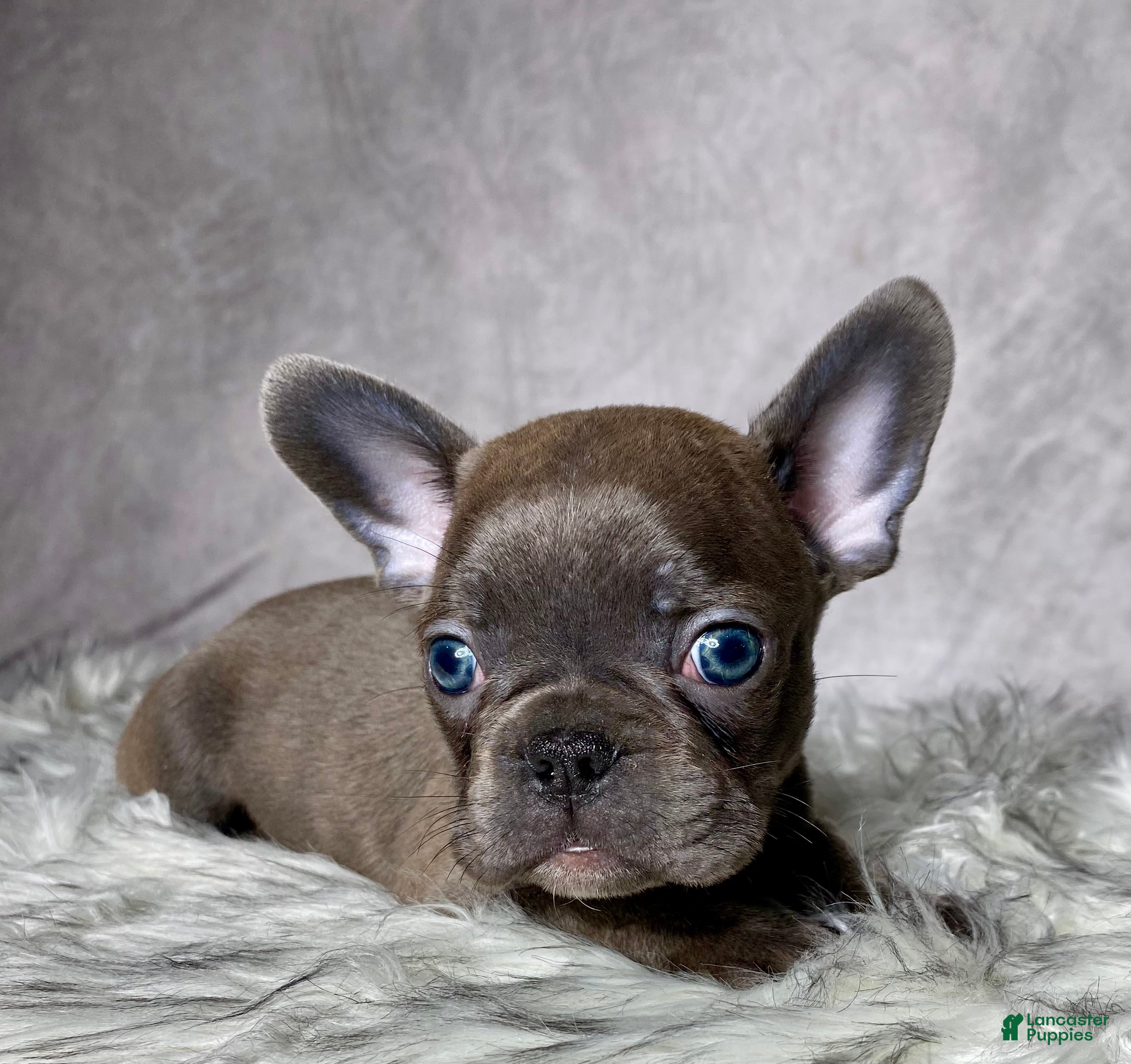 Mixed Breed dogs Mr. Maverick  - Ad 2