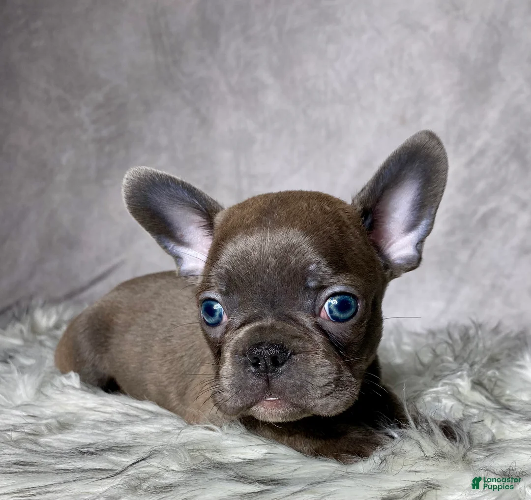 Mixed Breed dogs for sale: Mr. Maverick  - Ad 2