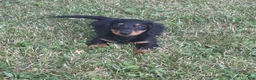 Miniature Dachshund dogs for sale: Thunder - Ad 4