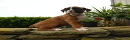Boxer dogs for sale: Tahiti - Ad 4