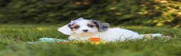 Cavapoo dogs for sale: Ivory Rose - Ad 3