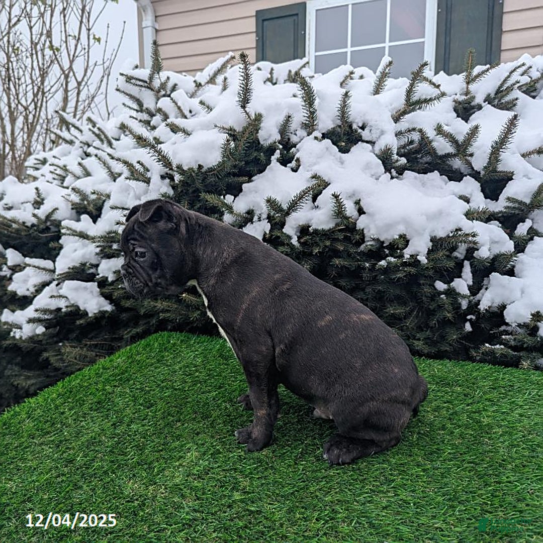 Frenchton dogs for sale: Bravo - Ad 2