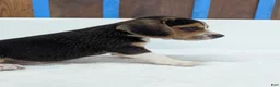Beagle dogs for sale: Rex - Ad 3