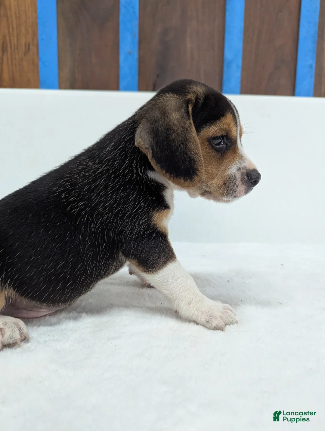 Beagle dogs for sale: Rex - Ad 3