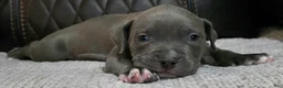 American Pit Bull Terrier dogs for sale: Phantom  - Ad 2