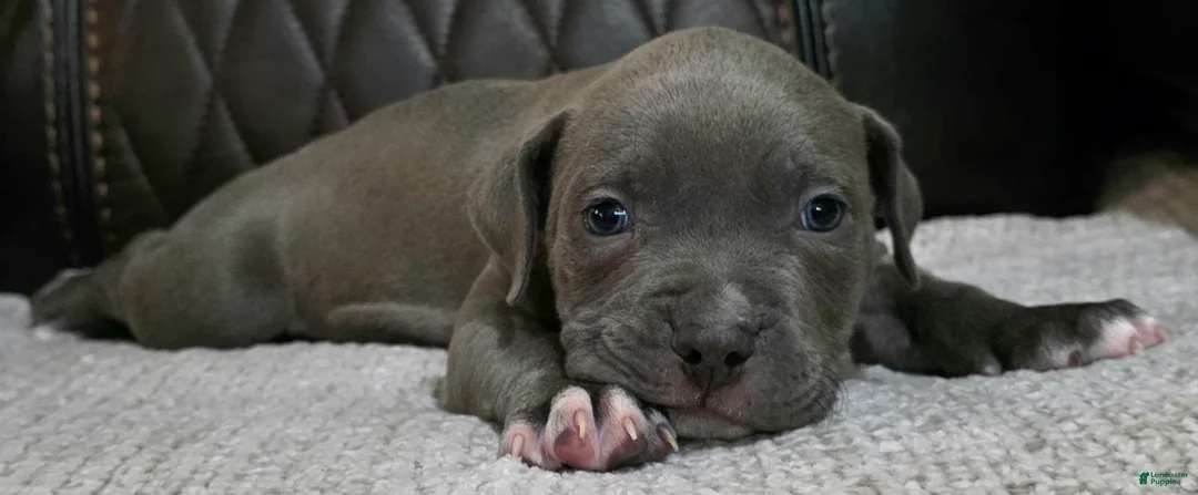 American Pit Bull Terrier dogs for sale: Phantom  - Ad 2