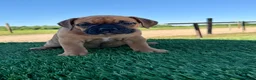 Olde English Bulldogge dogs for sale: Molly - Ad 4
