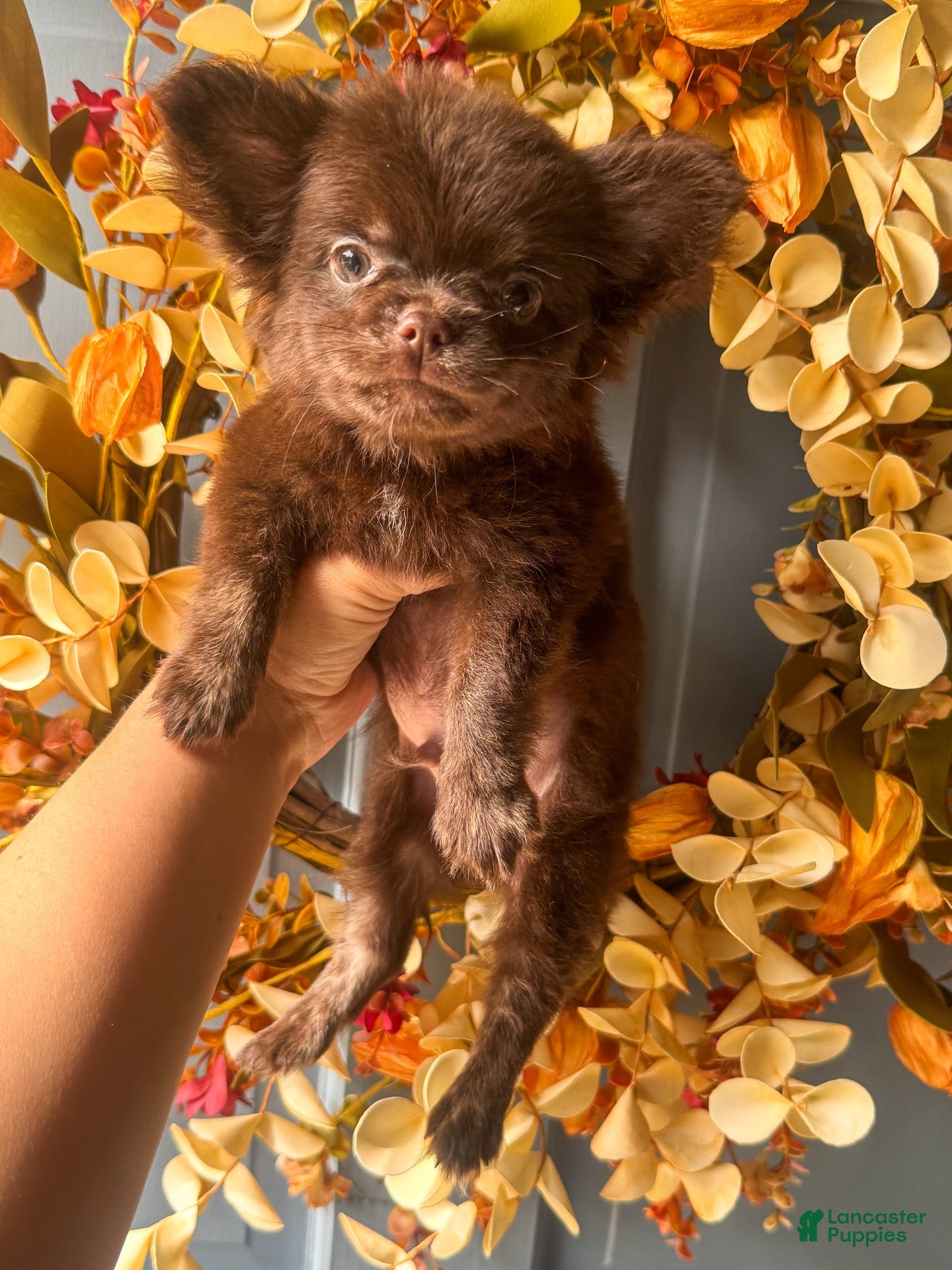 Chihuahua dogs Zen - Ad 1