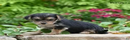 Morkie dogs for sale: Bingo - Ad 4