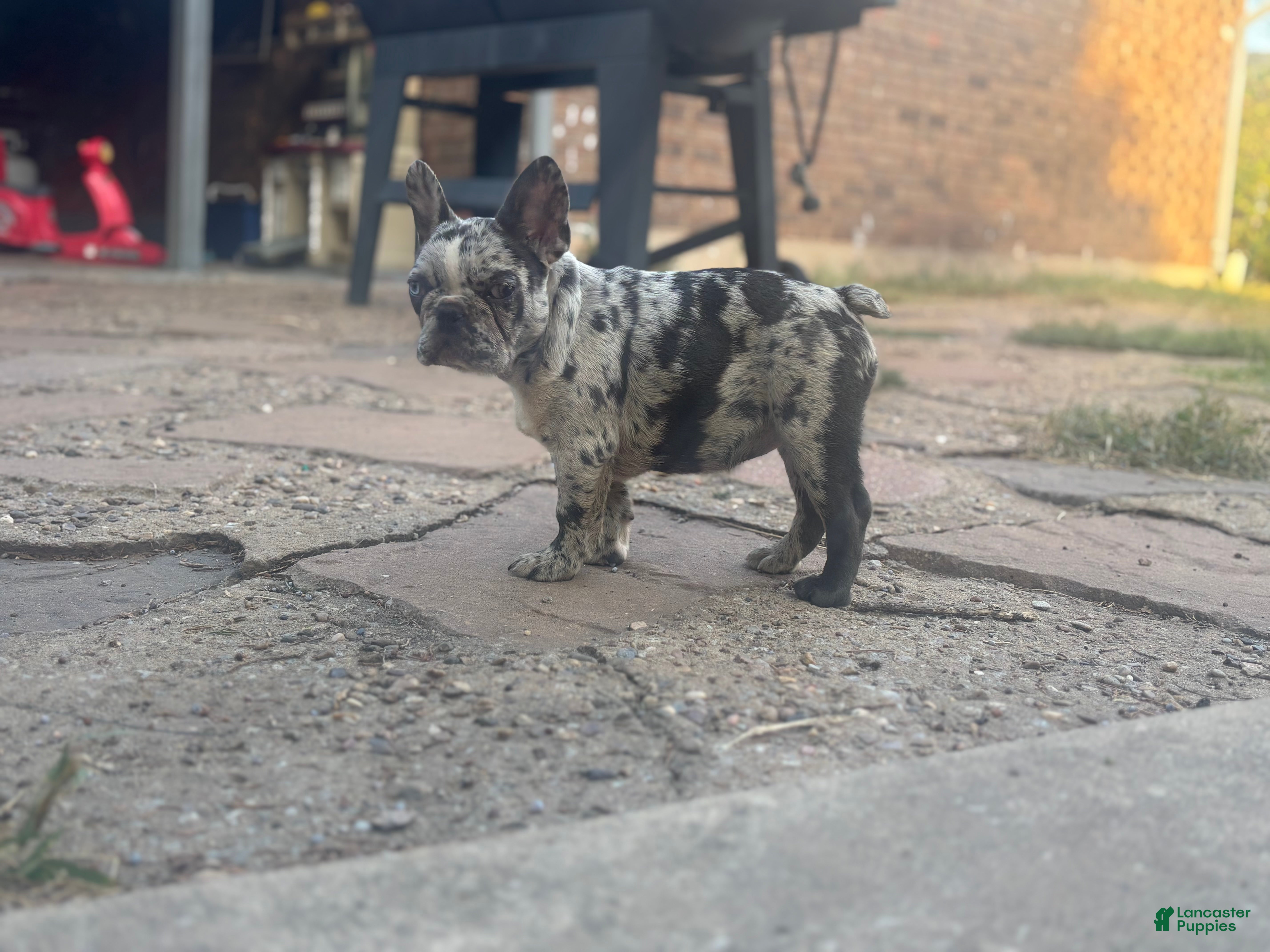French Bulldog dogs for sale: French Bulldog 4 - Ad 1