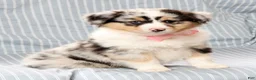 Australian Shepherd dogs for sale: Rosie - Ad 6