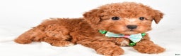 Maltipoo dogs for sale: Shawn f one b - Ad 2