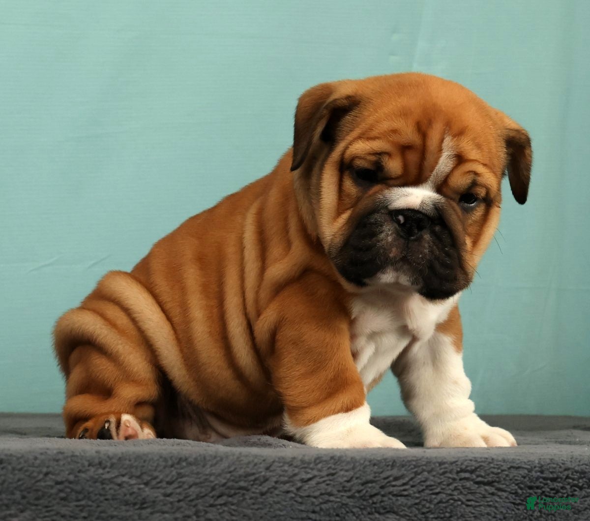 English Bulldog dogs Max - Ad 1