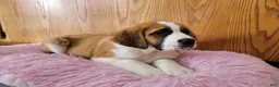 Saint Bernard dogs for sale: Maggie - Ad 6