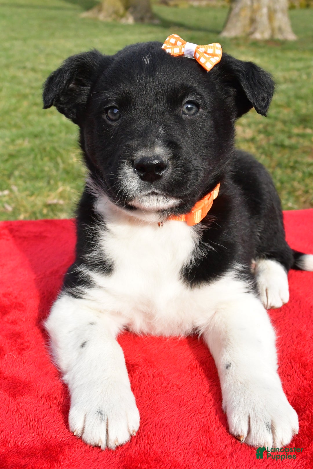 Mixed Breed dogs for sale: Milo - Ad 5