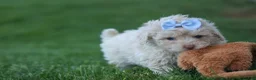 Havapoo dogs for sale: OLEN - Ad 7