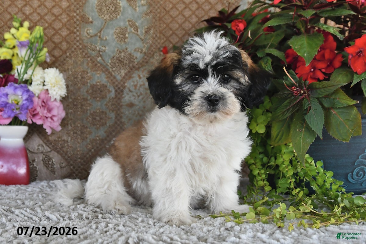 Teddy Bear dogs Lola - Ad 1