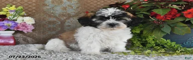 Lola