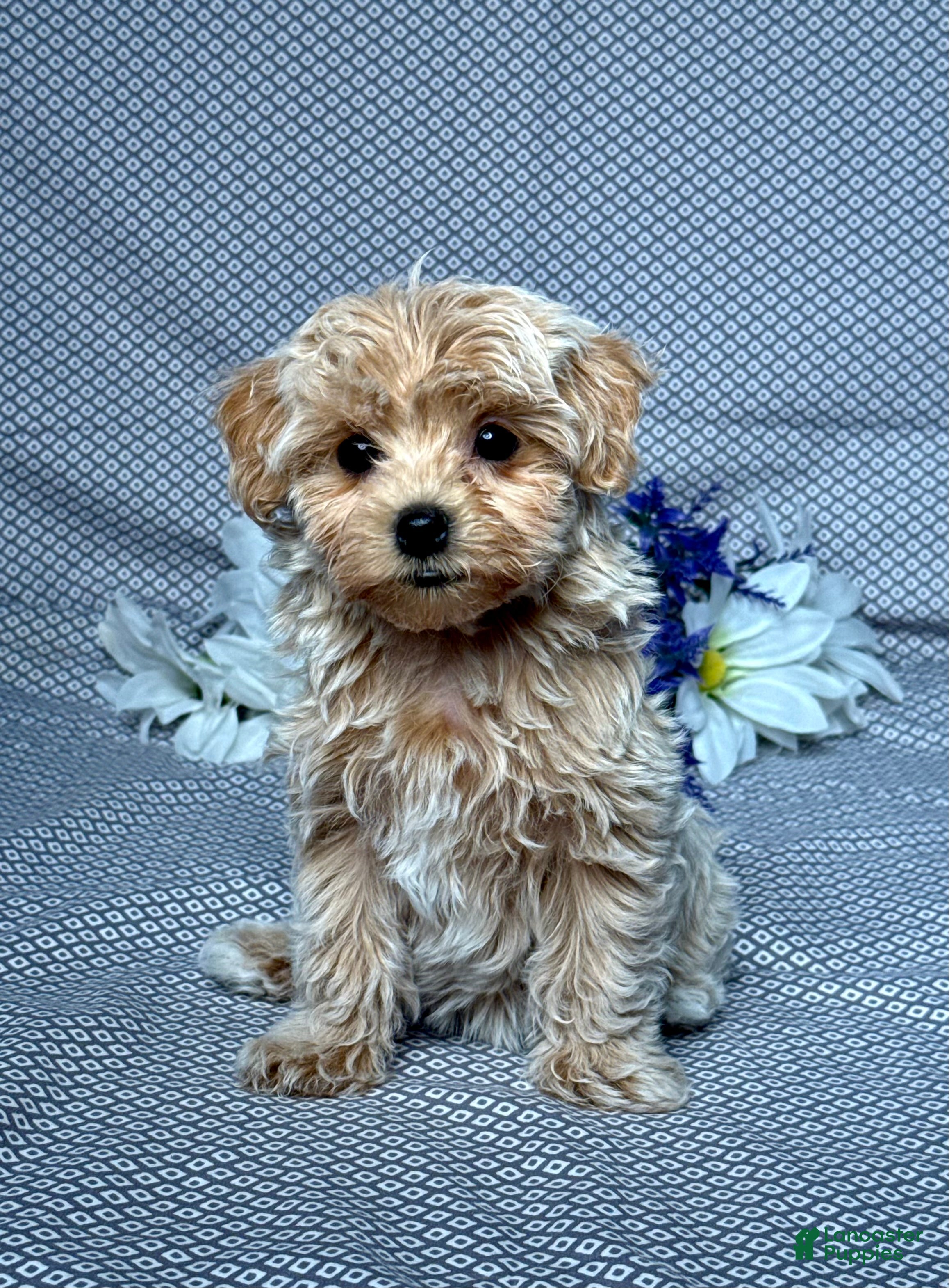 Maltipoo dogs Ellie - Ad 1
