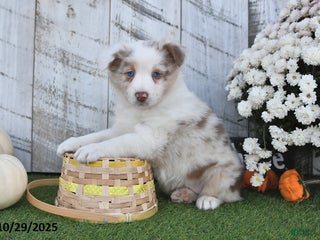 Australian Shepherd dogs - Ad 42