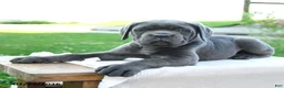 Cane Corso dogs for sale: Sasha - Ad 3