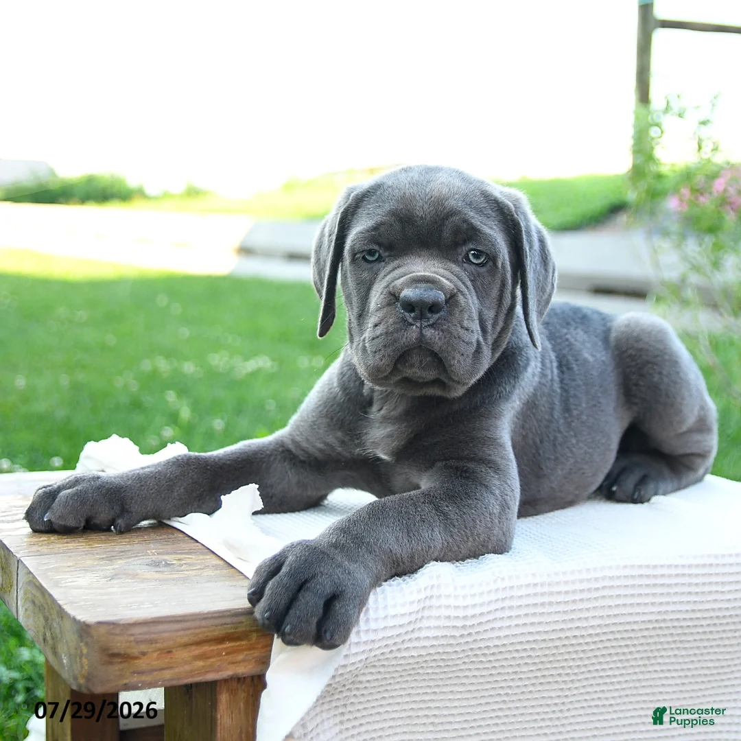Cane Corso dogs for sale: Sasha - Ad 3