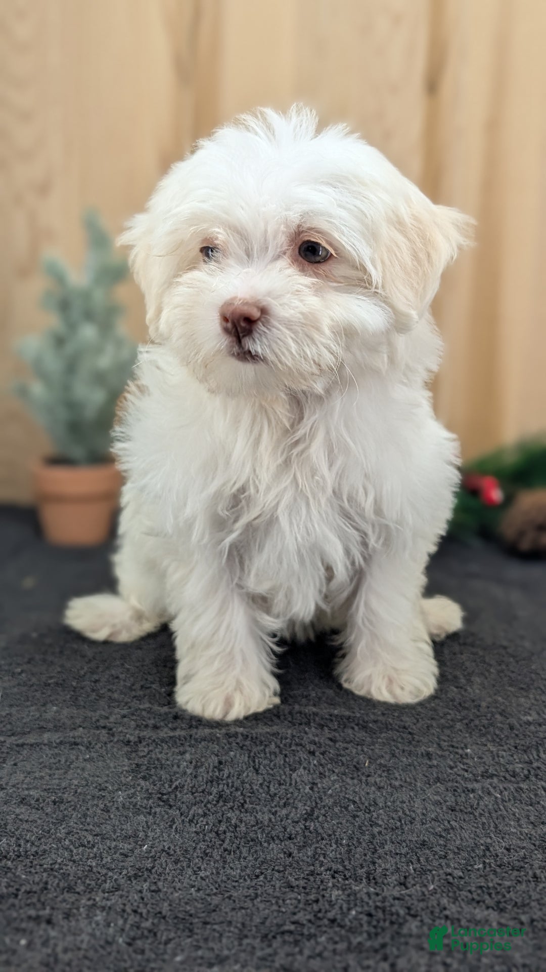 Havanese dogs for sale: Mya - Ad 4