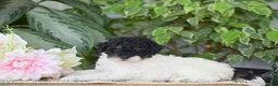Miniature Poodle dogs for sale: Hannah - Ad 6