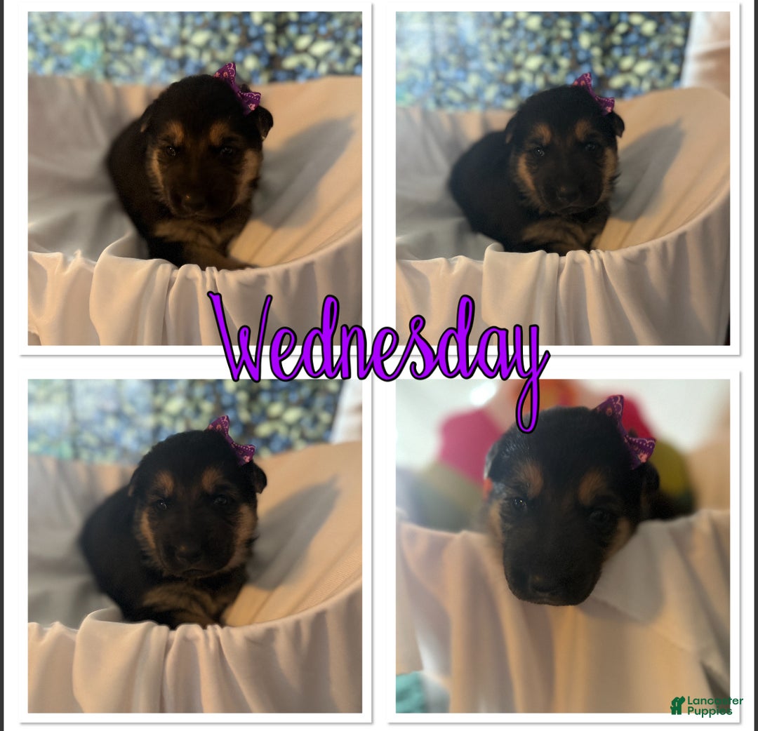 German Shepherd dogs for sale: German Shepherd Puppy 7 - Ad 3