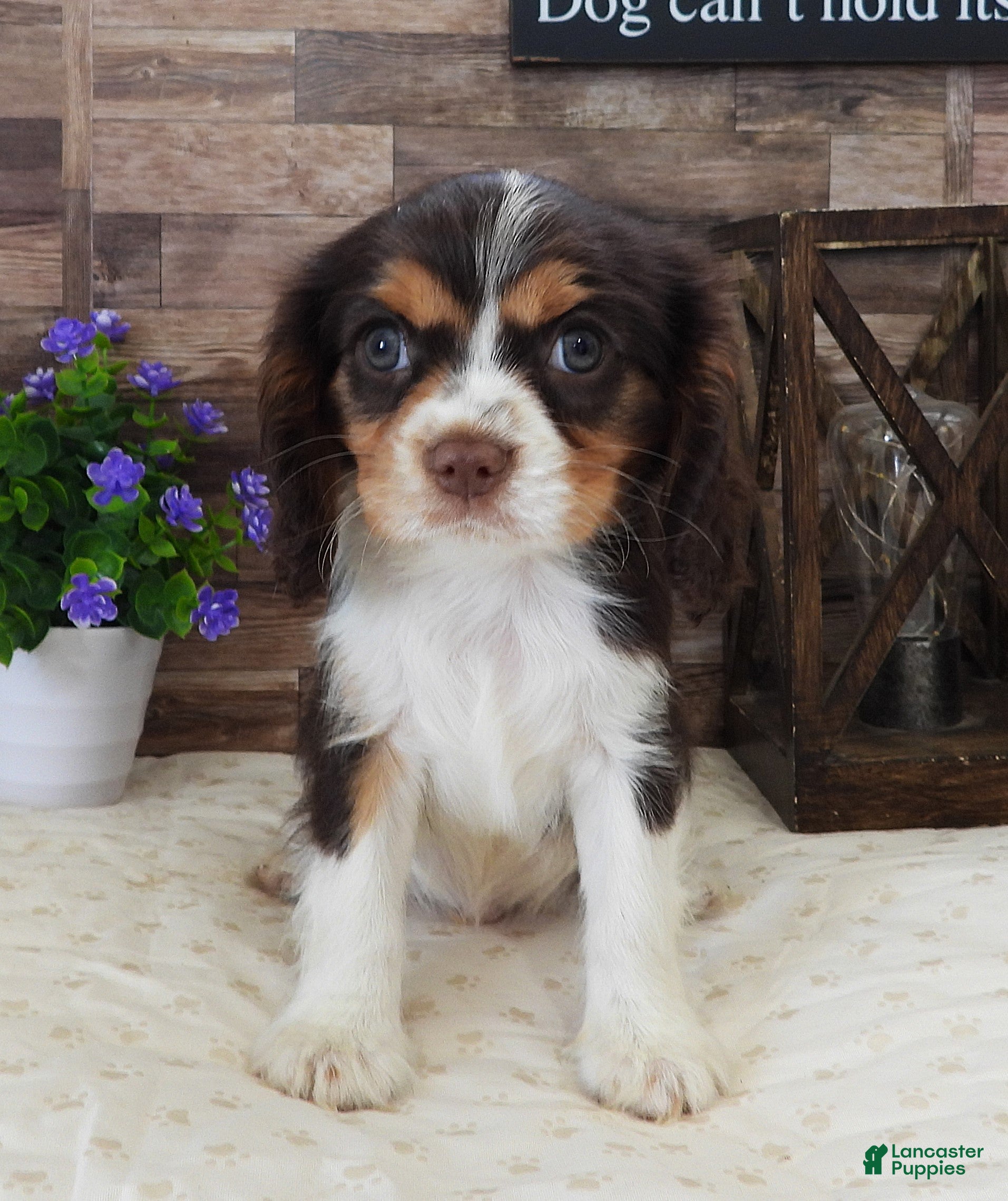 Cavalier King Charles Spaniel dogs #4 Male (Lulu's) - Ad 37
