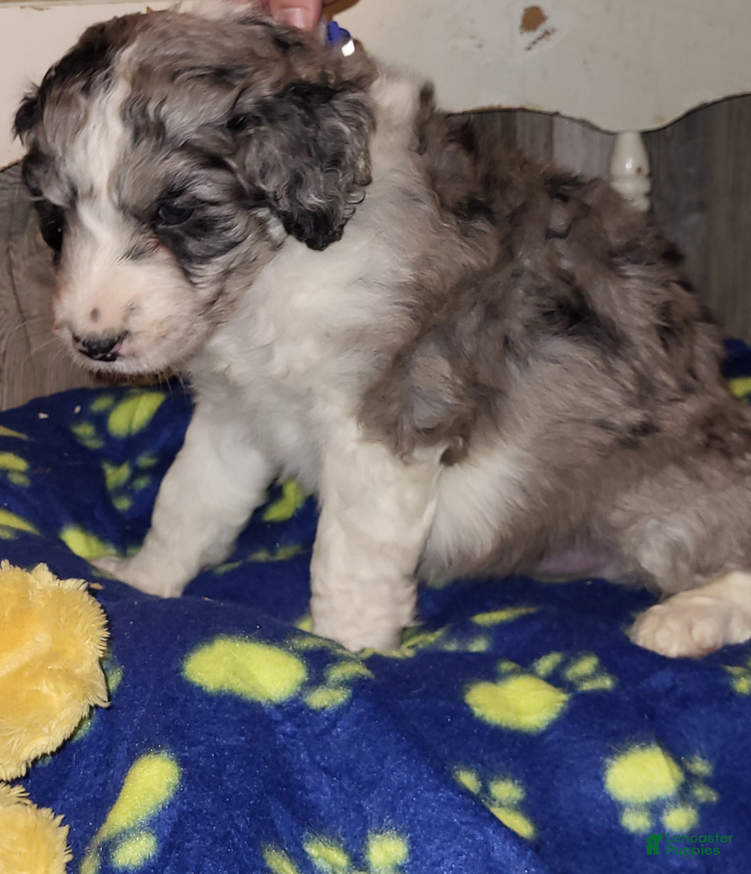 Aussiedoodle dogs Aussiedoodle Puppy 2 - Ad 2