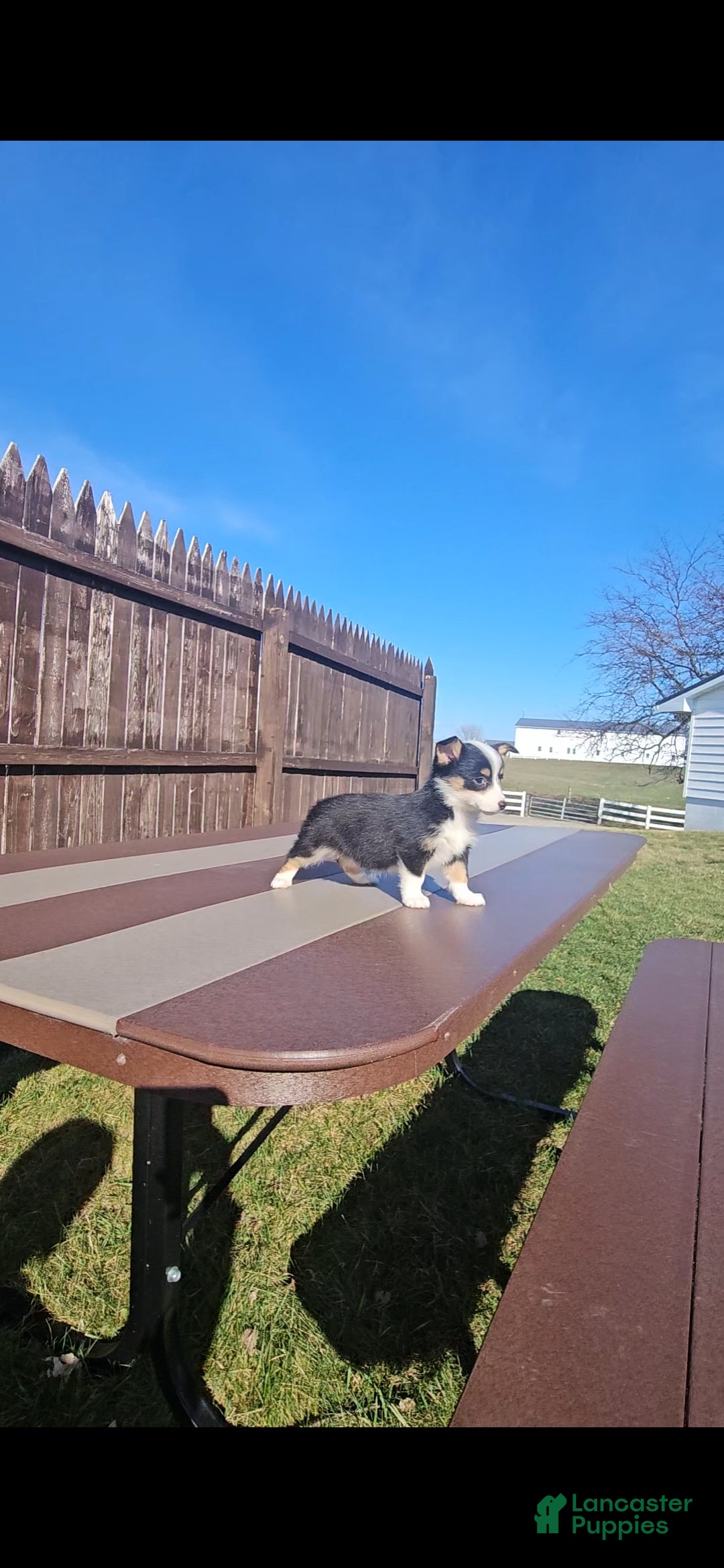 Mixed Breed dogs Roxy - Ad 9